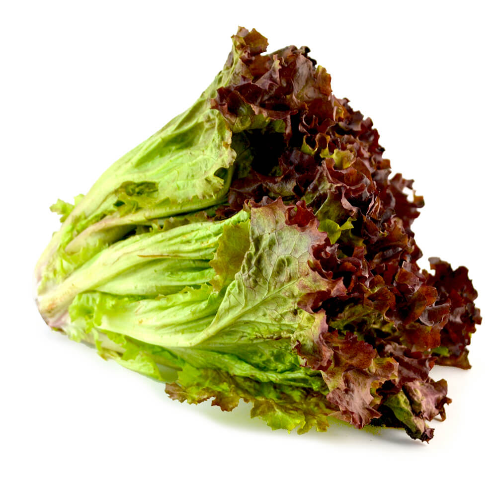 Lechuga sangría agroecológica