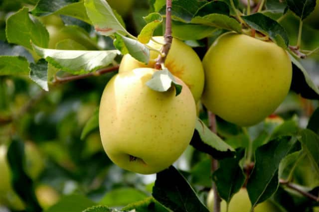 Manzana verde chica agroecológica